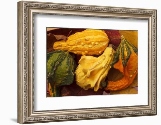 Usa, Oregon, Keizer, gourds.-Rick A Brown-Framed Photographic Print