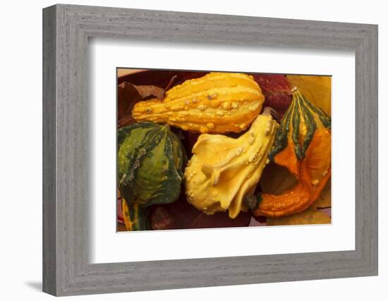 Usa, Oregon, Keizer, gourds.-Rick A Brown-Framed Photographic Print