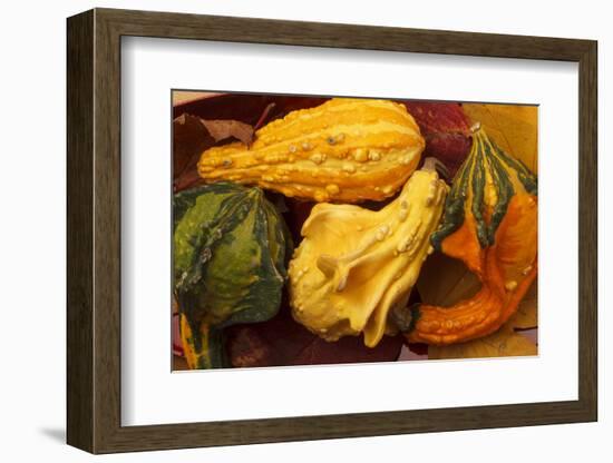 Usa, Oregon, Keizer, gourds.-Rick A Brown-Framed Photographic Print