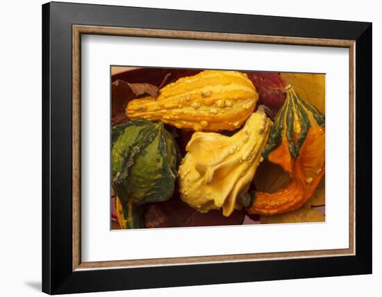 Usa, Oregon, Keizer, gourds.-Rick A Brown-Framed Photographic Print