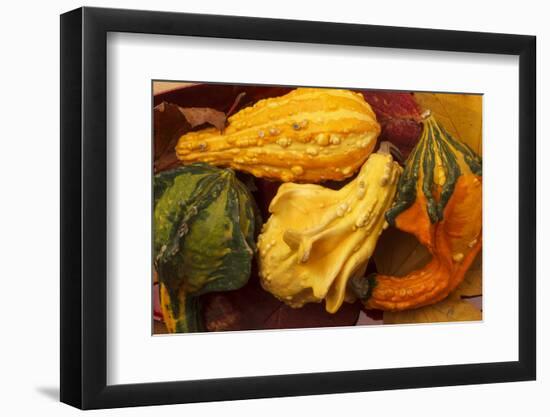 Usa, Oregon, Keizer, gourds.-Rick A Brown-Framed Photographic Print