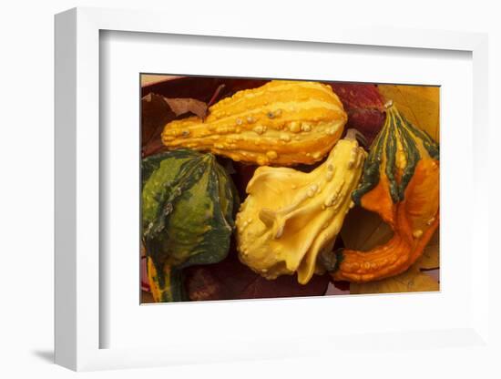Usa, Oregon, Keizer, gourds.-Rick A Brown-Framed Photographic Print