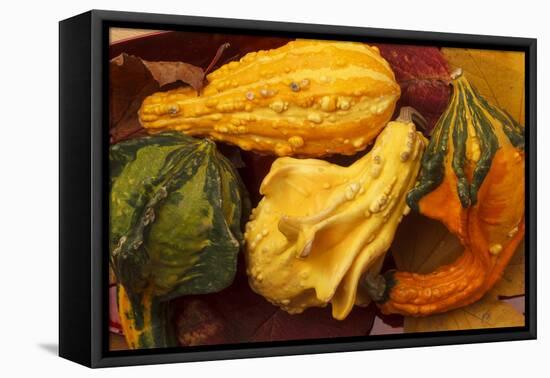 Usa, Oregon, Keizer, gourds.-Rick A Brown-Framed Premier Image Canvas