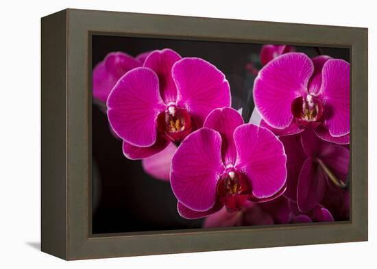 USA, Oregon, Keizer, Hybrid Orchid-Rick A Brown-Framed Premier Image Canvas