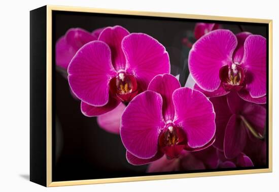 USA, Oregon, Keizer, Hybrid Orchid-Rick A Brown-Framed Premier Image Canvas