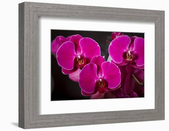 USA, Oregon, Keizer, Hybrid Orchid-Rick A Brown-Framed Photographic Print