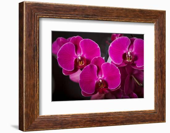 USA, Oregon, Keizer, Hybrid Orchid-Rick A Brown-Framed Photographic Print