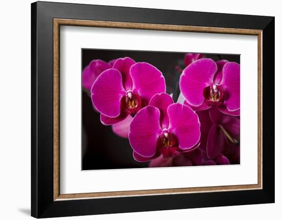 USA, Oregon, Keizer, Hybrid Orchid-Rick A Brown-Framed Photographic Print