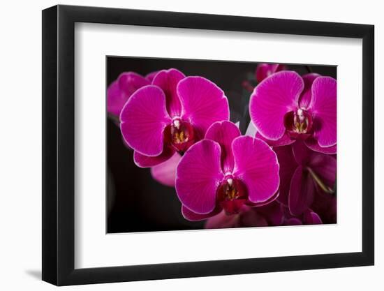 USA, Oregon, Keizer, Hybrid Orchid-Rick A Brown-Framed Photographic Print