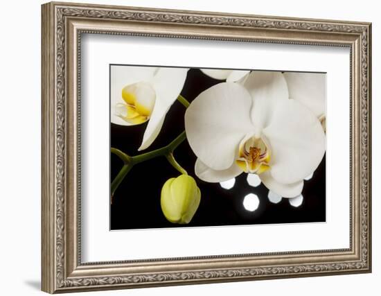 USA, Oregon, Keizer, Hybrid Orchid-Rick A Brown-Framed Photographic Print