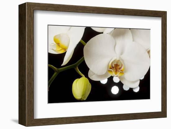 USA, Oregon, Keizer, Hybrid Orchid-Rick A Brown-Framed Photographic Print