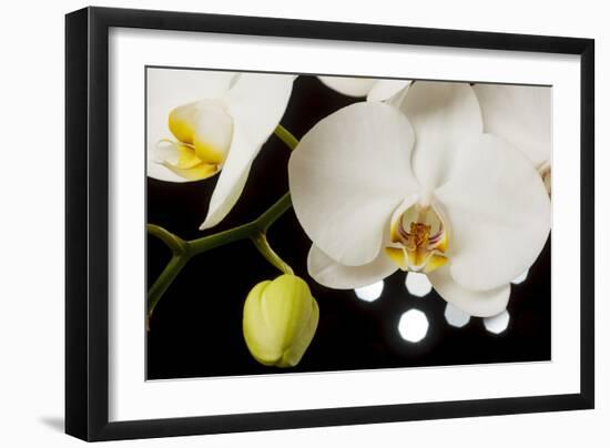 USA, Oregon, Keizer, Hybrid Orchid-Rick A Brown-Framed Photographic Print