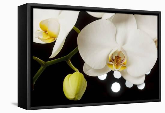 USA, Oregon, Keizer, Hybrid Orchid-Rick A Brown-Framed Premier Image Canvas