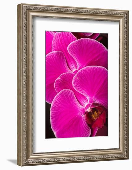 USA, Oregon, Keizer, Hybrid Orchid-Rick A Brown-Framed Photographic Print