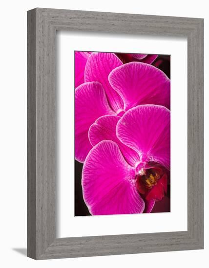 USA, Oregon, Keizer, Hybrid Orchid-Rick A Brown-Framed Photographic Print
