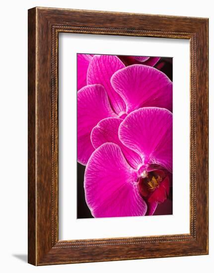 USA, Oregon, Keizer, Hybrid Orchid-Rick A Brown-Framed Photographic Print