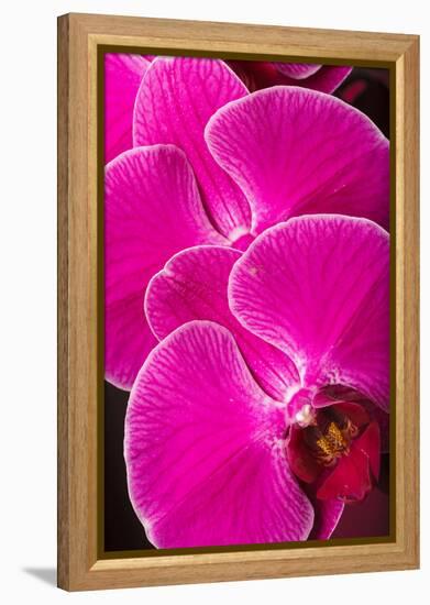 USA, Oregon, Keizer, Hybrid Orchid-Rick A Brown-Framed Premier Image Canvas