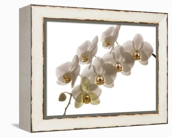 USA, Oregon, Keizer, Hybrid Orchid-Rick A Brown-Framed Premier Image Canvas