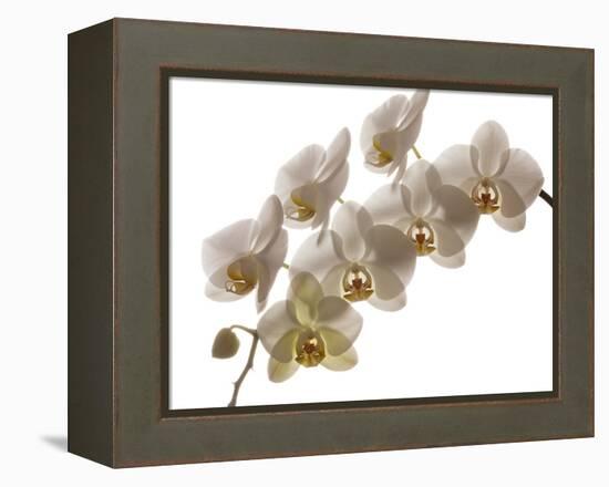 USA, Oregon, Keizer, Hybrid Orchid-Rick A Brown-Framed Premier Image Canvas