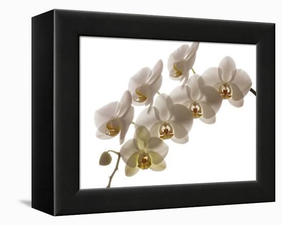 USA, Oregon, Keizer, Hybrid Orchid-Rick A Brown-Framed Premier Image Canvas