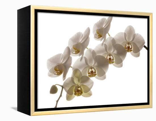 USA, Oregon, Keizer, Hybrid Orchid-Rick A Brown-Framed Premier Image Canvas