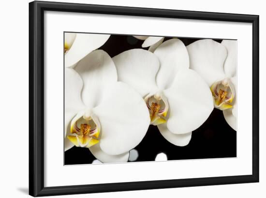 USA, Oregon, Keizer, Hybrid Orchid-Rick A Brown-Framed Photographic Print