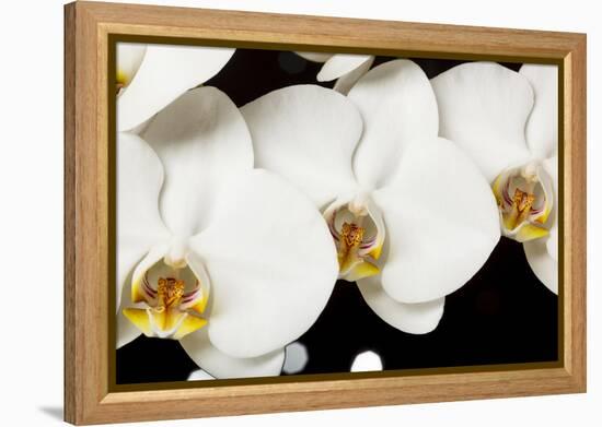 USA, Oregon, Keizer, Hybrid Orchid-Rick A Brown-Framed Premier Image Canvas