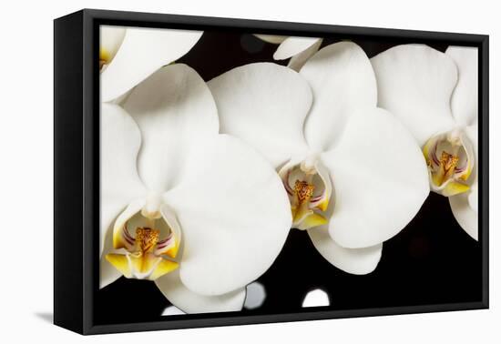 USA, Oregon, Keizer, Hybrid Orchid-Rick A Brown-Framed Premier Image Canvas