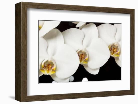 USA, Oregon, Keizer, Hybrid Orchid-Rick A Brown-Framed Photographic Print