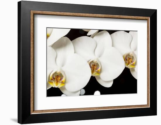 USA, Oregon, Keizer, Hybrid Orchid-Rick A Brown-Framed Photographic Print