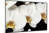 USA, Oregon, Keizer, Hybrid Orchid-Rick A Brown-Mounted Photographic Print
