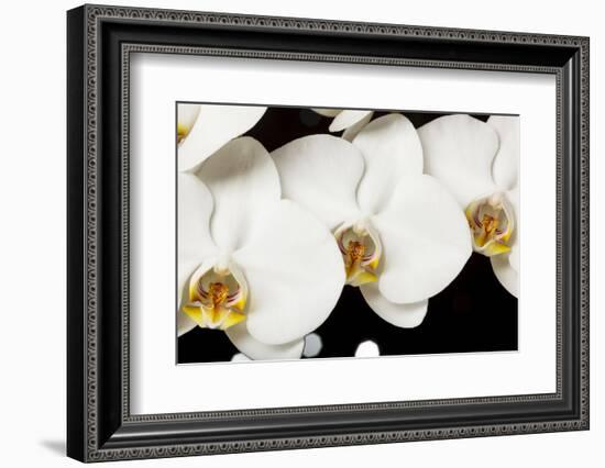 USA, Oregon, Keizer, Hybrid Orchid-Rick A Brown-Framed Photographic Print