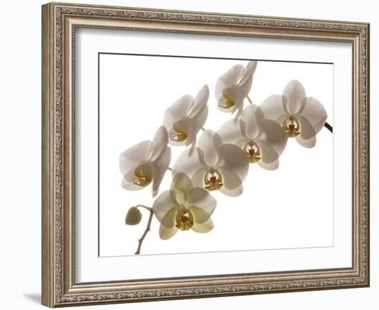 USA, Oregon, Keizer, Hybrid Orchid-Rick A Brown-Framed Photographic Print