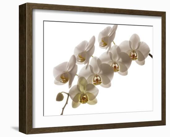 USA, Oregon, Keizer, Hybrid Orchid-Rick A Brown-Framed Photographic Print