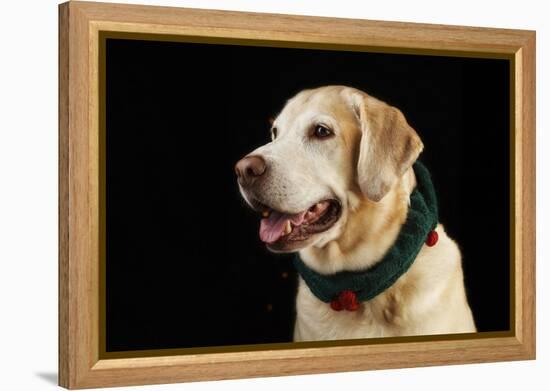 USA, Oregon, Keizer, Labrador Retriever in Her Christmas Collar, Pr-Rick A. Brown-Framed Premier Image Canvas