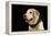 USA, Oregon, Keizer, Labrador Retriever in Her Christmas Collar, Pr-Rick A. Brown-Framed Premier Image Canvas