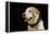 USA, Oregon, Keizer, Labrador Retriever in Her Christmas Collar, Pr-Rick A. Brown-Framed Premier Image Canvas