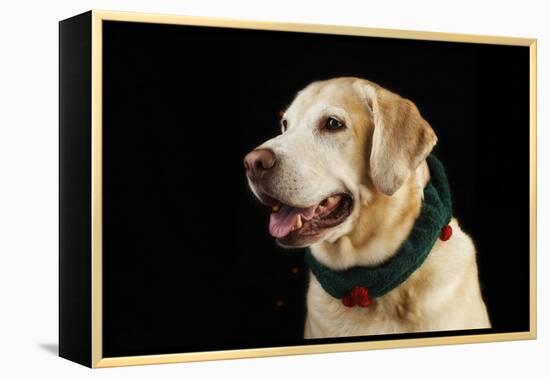 USA, Oregon, Keizer, Labrador Retriever in Her Christmas Collar, Pr-Rick A. Brown-Framed Premier Image Canvas