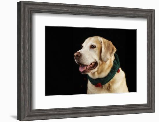 USA, Oregon, Keizer, Labrador Retriever in Her Christmas Collar, Pr-Rick A. Brown-Framed Photographic Print