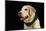 USA, Oregon, Keizer, Labrador Retriever in Her Christmas Collar, Pr-Rick A. Brown-Mounted Photographic Print