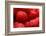 USA, Oregon, Keizer, Locally Grown Raspberries-Rick A. Brown-Framed Photographic Print