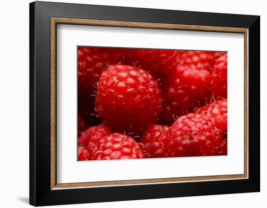 USA, Oregon, Keizer, Locally Grown Raspberries-Rick A. Brown-Framed Photographic Print