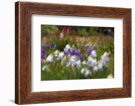 Usa, Oregon, Keizer Schreiner's Iris Garden, abstract of iris and garden.-Rick A Brown-Framed Photographic Print