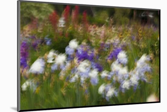 Usa, Oregon, Keizer Schreiner's Iris Garden, abstract of iris and garden.-Rick A Brown-Mounted Photographic Print