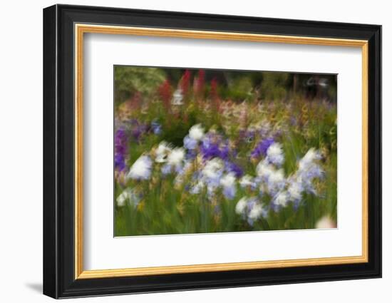 Usa, Oregon, Keizer Schreiner's Iris Garden, abstract of iris and garden.-Rick A Brown-Framed Photographic Print