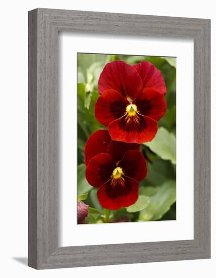 Usa, Oregon, Keizer Schreiner's Iris Garden, pansy.-Rick A Brown-Framed Photographic Print