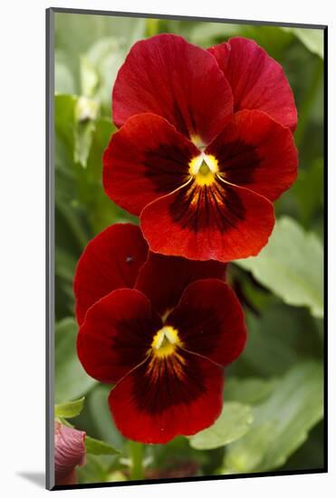 Usa, Oregon, Keizer Schreiner's Iris Garden, pansy.-Rick A Brown-Mounted Photographic Print