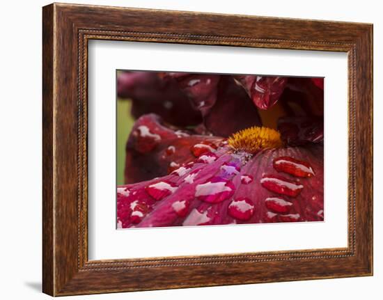 Usa, Oregon, Keizer Schreiner's Iris Garden, water droplets on hybrid iris.-Rick A Brown-Framed Photographic Print