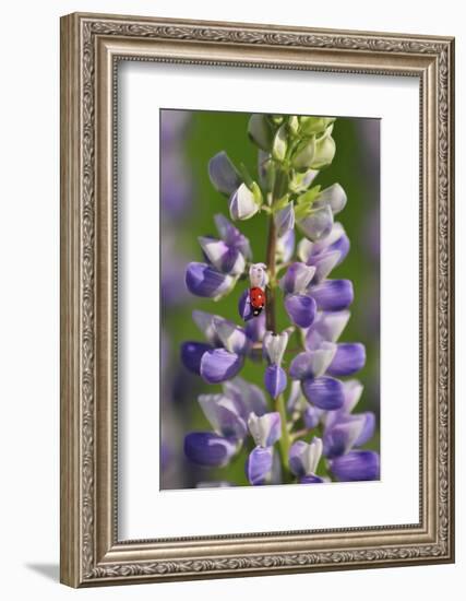 USA, Oregon. Ladybug on Lupine Flower-Steve Terrill-Framed Photographic Print