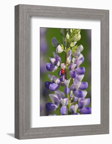 USA, Oregon. Ladybug on Lupine Flower-Steve Terrill-Framed Photographic Print